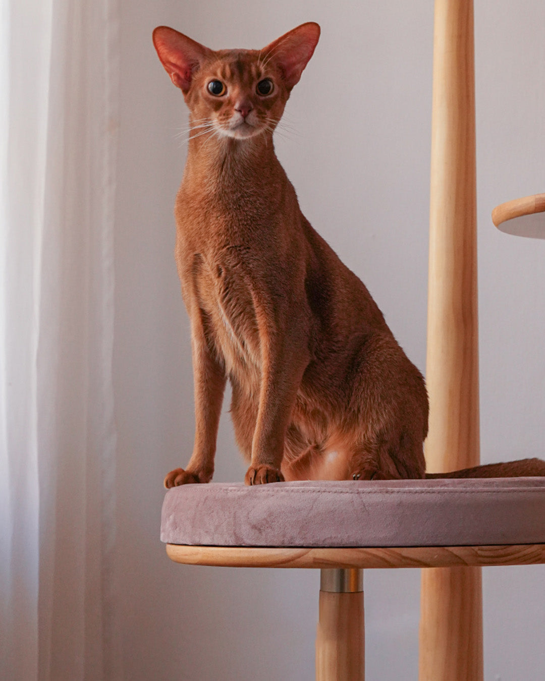 Natural Elegance Mushroom Cat Tree - Pawscode